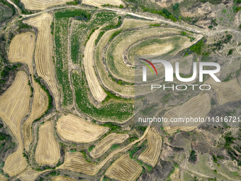 An aerial photo is showing the landscape of Loess Plateau terraces after the wheat harvest in Ruicheng County, Yuncheng City, North China's...