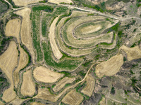 An aerial photo is showing the landscape of Loess Plateau terraces after the wheat harvest in Ruicheng County, Yuncheng City, North China's...