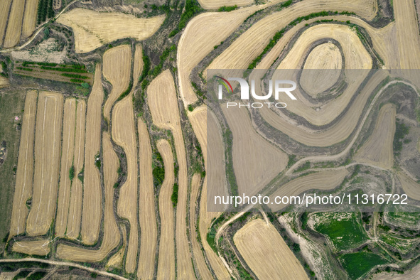 An aerial photo is showing the landscape of Loess Plateau terraces after the wheat harvest in Ruicheng County, Yuncheng City, North China's...