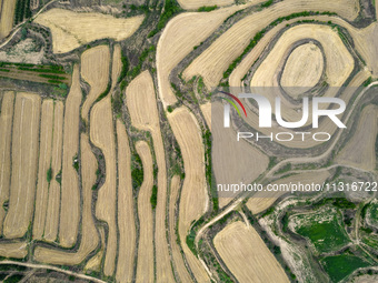 An aerial photo is showing the landscape of Loess Plateau terraces after the wheat harvest in Ruicheng County, Yuncheng City, North China's...