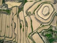 An aerial photo is showing the landscape of Loess Plateau terraces after the wheat harvest in Ruicheng County, Yuncheng City, North China's...