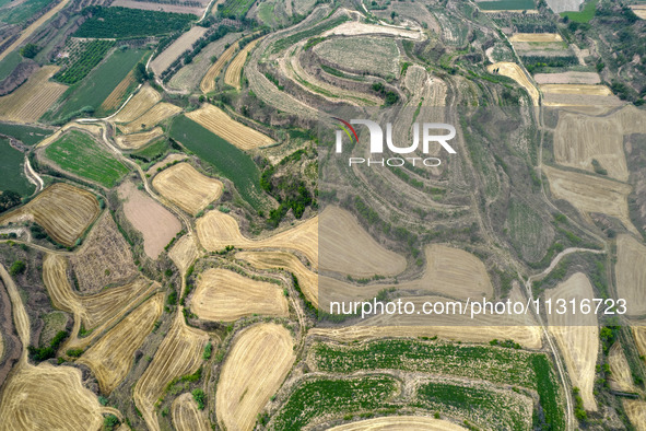 An aerial photo is showing the landscape of Loess Plateau terraces after the wheat harvest in Ruicheng County, Yuncheng City, North China's...