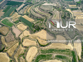 An aerial photo is showing the landscape of Loess Plateau terraces after the wheat harvest in Ruicheng County, Yuncheng City, North China's...