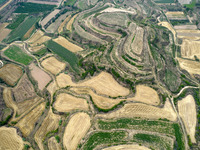 An aerial photo is showing the landscape of Loess Plateau terraces after the wheat harvest in Ruicheng County, Yuncheng City, North China's...