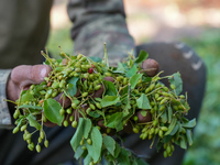 Farmers in the Jabal Al-Zawiya area of the Idlib countryside have begun harvesting the mahaleb plant, which is used in the food industry as...