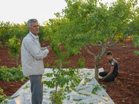 Farmers in the Jabal Al-Zawiya area of the Idlib countryside have begun harvesting the mahaleb plant, which is used in the food industry as...