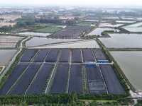 Aquaculturists are installing sunshade nets at the mouth of a pond to prevent summer heat in Huai'an city, Jiangsu province, China, on June...