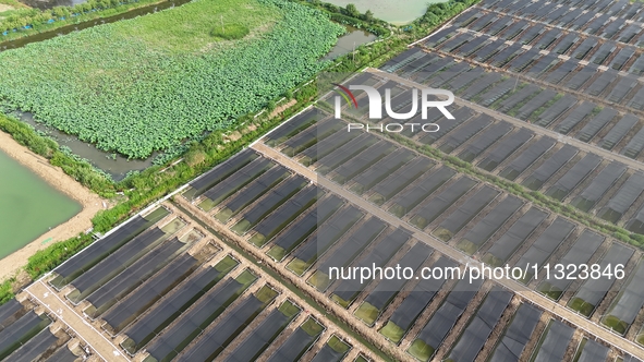 Aquaculturists are installing sunshade nets at the mouth of a pond to prevent summer heat in Huai'an city, Jiangsu province, China, on June...