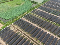 Aquaculturists are installing sunshade nets at the mouth of a pond to prevent summer heat in Huai'an city, Jiangsu province, China, on June...