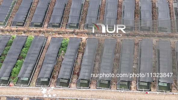 Aquaculturists are installing sunshade nets at the mouth of a pond to prevent summer heat in Huai'an city, Jiangsu province, China, on June...