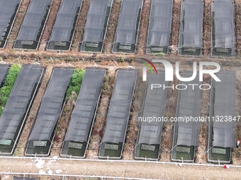 Aquaculturists are installing sunshade nets at the mouth of a pond to prevent summer heat in Huai'an city, Jiangsu province, China, on June...