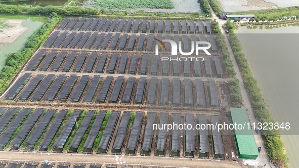 Aquaculturists are installing sunshade nets at the mouth of a pond to prevent summer heat in Huai'an city, Jiangsu province, China, on June...