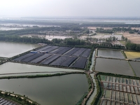 Aquaculturists are installing sunshade nets at the mouth of a pond to prevent summer heat in Huai'an city, Jiangsu province, China, on June...