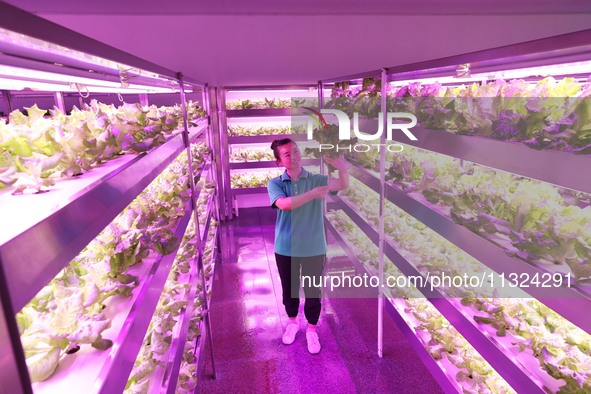 A worker is checking the growth of lettuce on a breeding rack at the farm's artificial light source ready-to-eat restaurant in Chongqing, Ch...