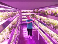 A worker is checking the growth of lettuce on a breeding rack at the farm's artificial light source ready-to-eat restaurant in Chongqing, Ch...