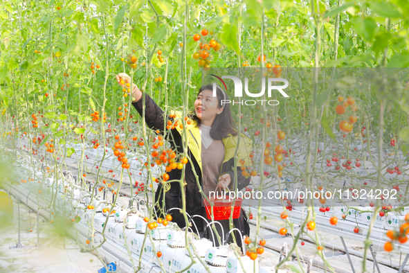 A visitor is experiencing the fun of picking tomatoes at Holland Tomato Factory in Chongqing, China, on January 2, 2022 