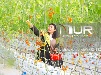 A visitor is experiencing the fun of picking tomatoes at Holland Tomato Factory in Chongqing, China, on January 2, 2022 (