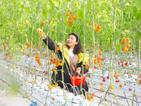 A visitor is experiencing the fun of picking tomatoes at Holland Tomato Factory in Chongqing, China, on January 2, 2022 (