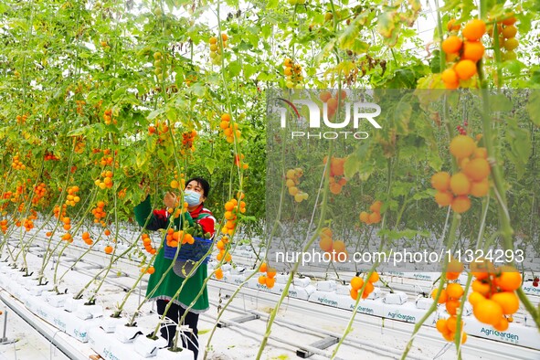 A worker is picking tomatoes at Holland Tomato Factory in Chongqing, China, on March 5, 2020. 