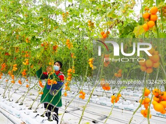 A worker is picking tomatoes at Holland Tomato Factory in Chongqing, China, on March 5, 2020. (