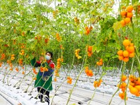 A worker is picking tomatoes at Holland Tomato Factory in Chongqing, China, on March 5, 2020. (