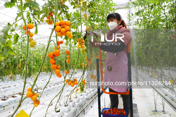 A worker is picking tomatoes on a truck at Holland Tomato Factory in Chongqing, China, on March 5, 2020. 