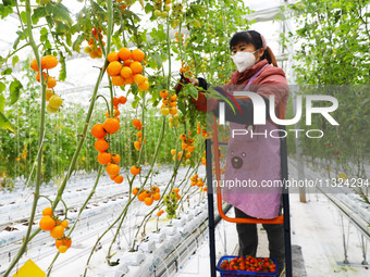 A worker is picking tomatoes on a truck at Holland Tomato Factory in Chongqing, China, on March 5, 2020. (