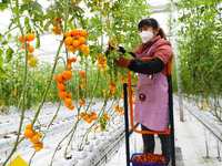 A worker is picking tomatoes on a truck at Holland Tomato Factory in Chongqing, China, on March 5, 2020. (