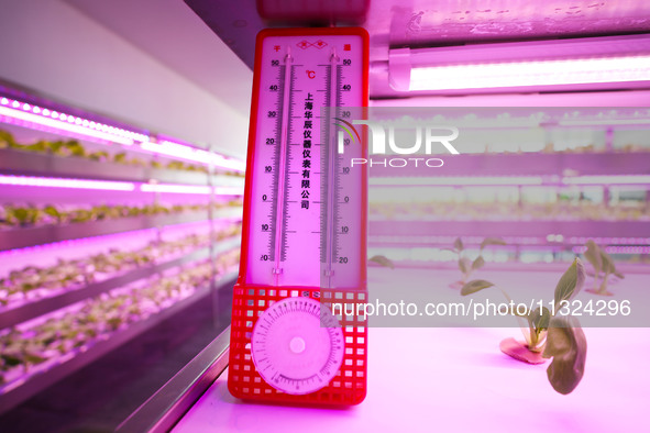 Crops are spending the summer safely in a ''smart greenhouse'' in Chongqing, China, on August 3, 2022. 