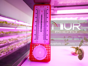 Crops are spending the summer safely in a ''smart greenhouse'' in Chongqing, China, on August 3, 2022. (