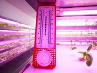 Crops are spending the summer safely in a ''smart greenhouse'' in Chongqing, China, on August 3, 2022. (