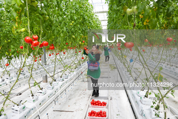 A worker is picking tomatoes at the Holland Tomato Factory in Chongqing, China, on February 16, 2021. 