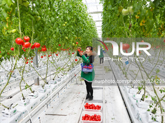 A worker is picking tomatoes at the Holland Tomato Factory in Chongqing, China, on February 16, 2021. (