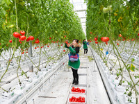 A worker is picking tomatoes at the Holland Tomato Factory in Chongqing, China, on February 16, 2021. (