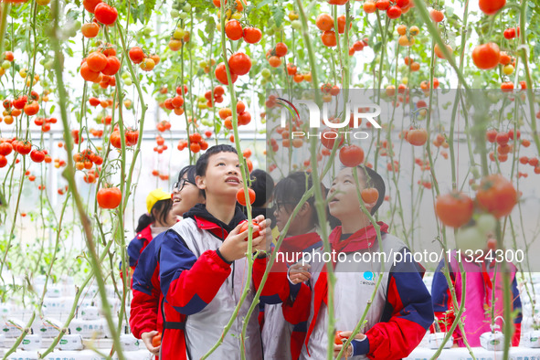 Elementary school students are picking tomatoes at a tomato factory in the Netherlands, in Chongqing, China, on December 17, 2021. 