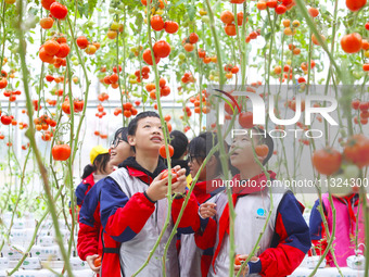 Elementary school students are picking tomatoes at a tomato factory in the Netherlands, in Chongqing, China, on December 17, 2021. (