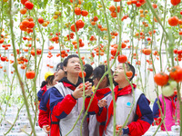 Elementary school students are picking tomatoes at a tomato factory in the Netherlands, in Chongqing, China, on December 17, 2021. (