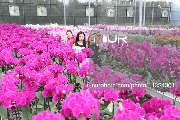 Tourists are taking photos of phalaenopsis flowers at the ''Israel Flower Workshop'' in Chongqing, China, on October 3, 2019. 