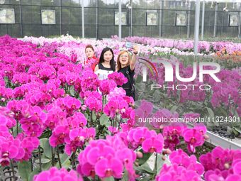 Tourists are taking photos of phalaenopsis flowers at the ''Israel Flower Workshop'' in Chongqing, China, on October 3, 2019. (