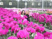 Tourists are taking photos of phalaenopsis flowers at the ''Israel Flower Workshop'' in Chongqing, China, on October 3, 2019. (