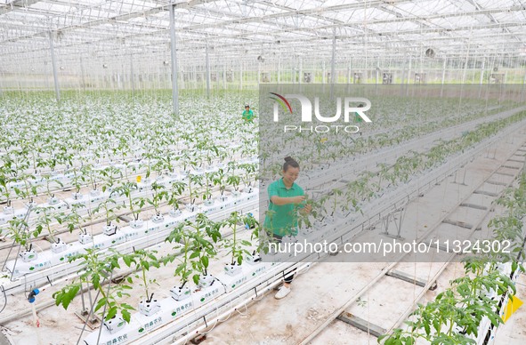 A worker is checking the growth of tomatoes on a breeding rack in Chongqing, China, on August 23, 2021. 