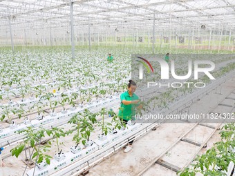 A worker is checking the growth of tomatoes on a breeding rack in Chongqing, China, on August 23, 2021. (