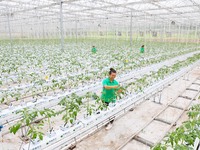 A worker is checking the growth of tomatoes on a breeding rack in Chongqing, China, on August 23, 2021. (