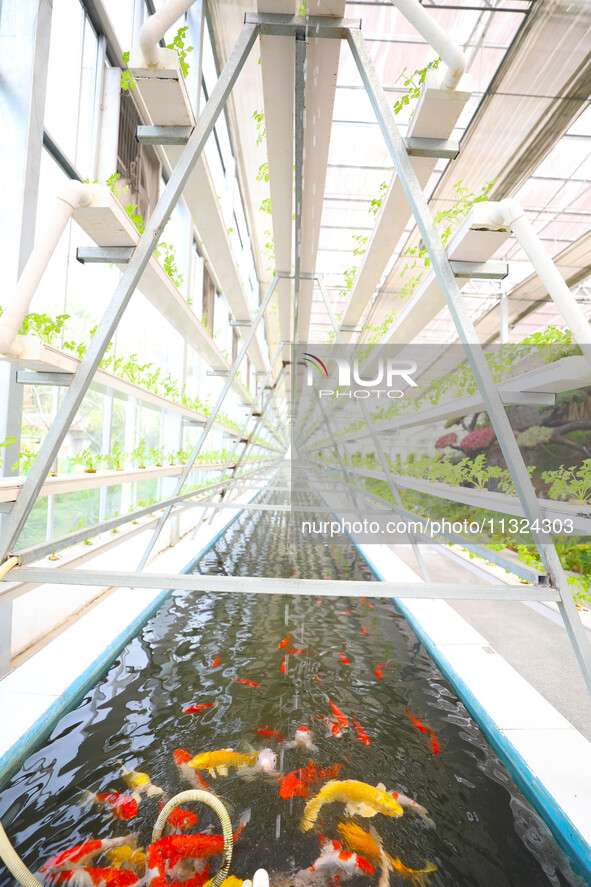 The implementation of the Aquaponics project is happening in Chongqing, China, on March 30, 2023. 