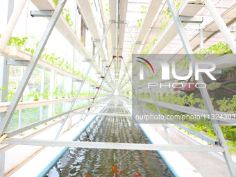 The implementation of the Aquaponics project is happening in Chongqing, China, on March 30, 2023. (