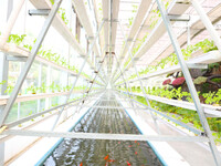 The implementation of the Aquaponics project is happening in Chongqing, China, on March 30, 2023. (