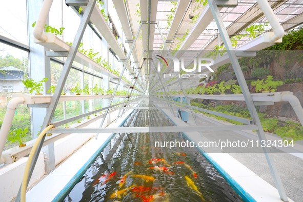 The implementation of the Aquaponics project is happening in Chongqing, China, on March 30, 2023. 