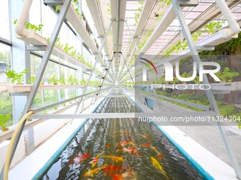 The implementation of the Aquaponics project is happening in Chongqing, China, on March 30, 2023. (