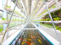 The implementation of the Aquaponics project is happening in Chongqing, China, on March 30, 2023. (