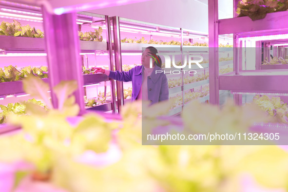 A staff member is observing the growth of vegetables in a ''smart greenhouse'' in Chongqing, China, on March 30, 2023. 